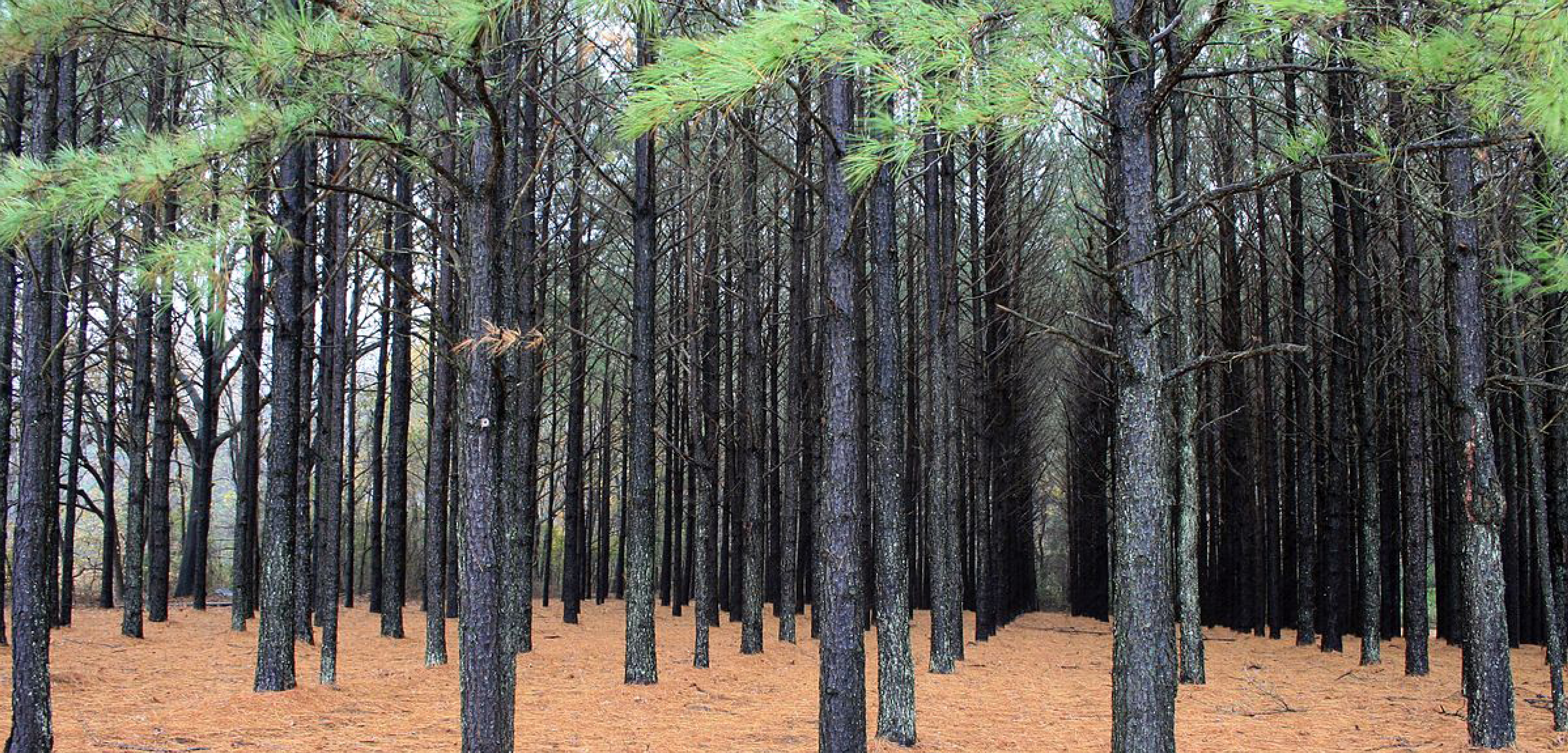 Environmental stewardship and ecological restoration activities